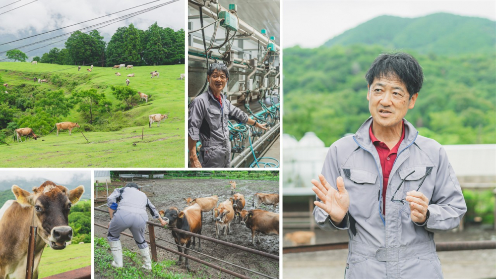 「日本全体でもわずか1%ほどしか飼育されていないジャージー牛のミルクには強いインパクトがあります」と語る野村牧場長。獣医師の資格も持つ